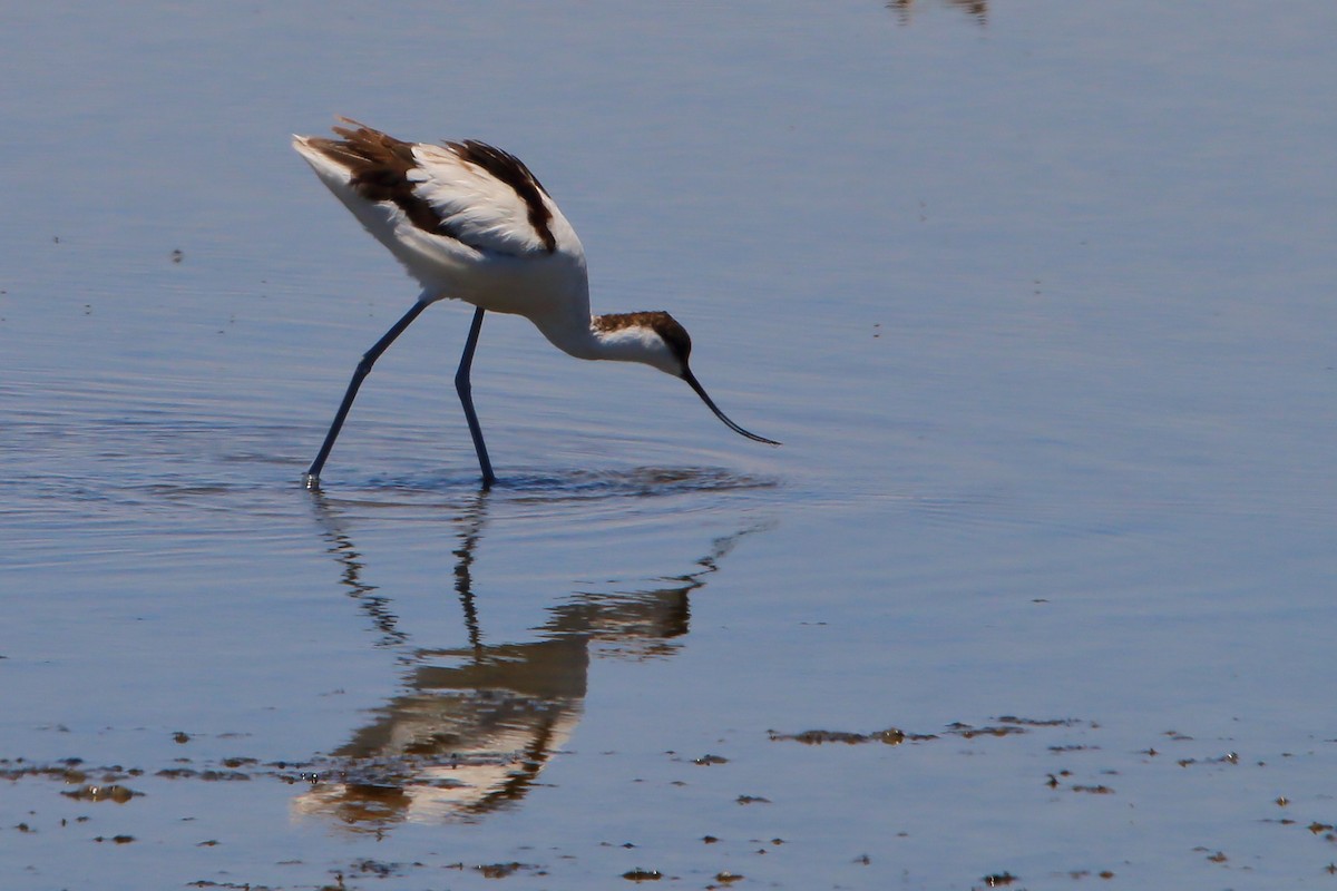 Pied Avocet - ML646801730