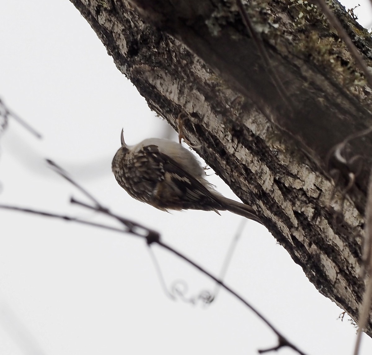Brown Creeper - ML646801731