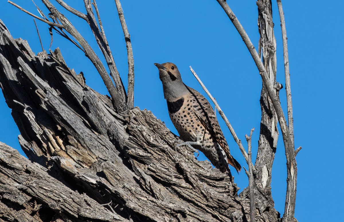 Altın Ağaçkakan - ML646801732