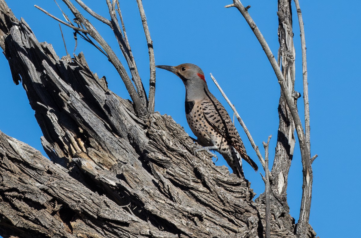 Altın Ağaçkakan - ML646801734