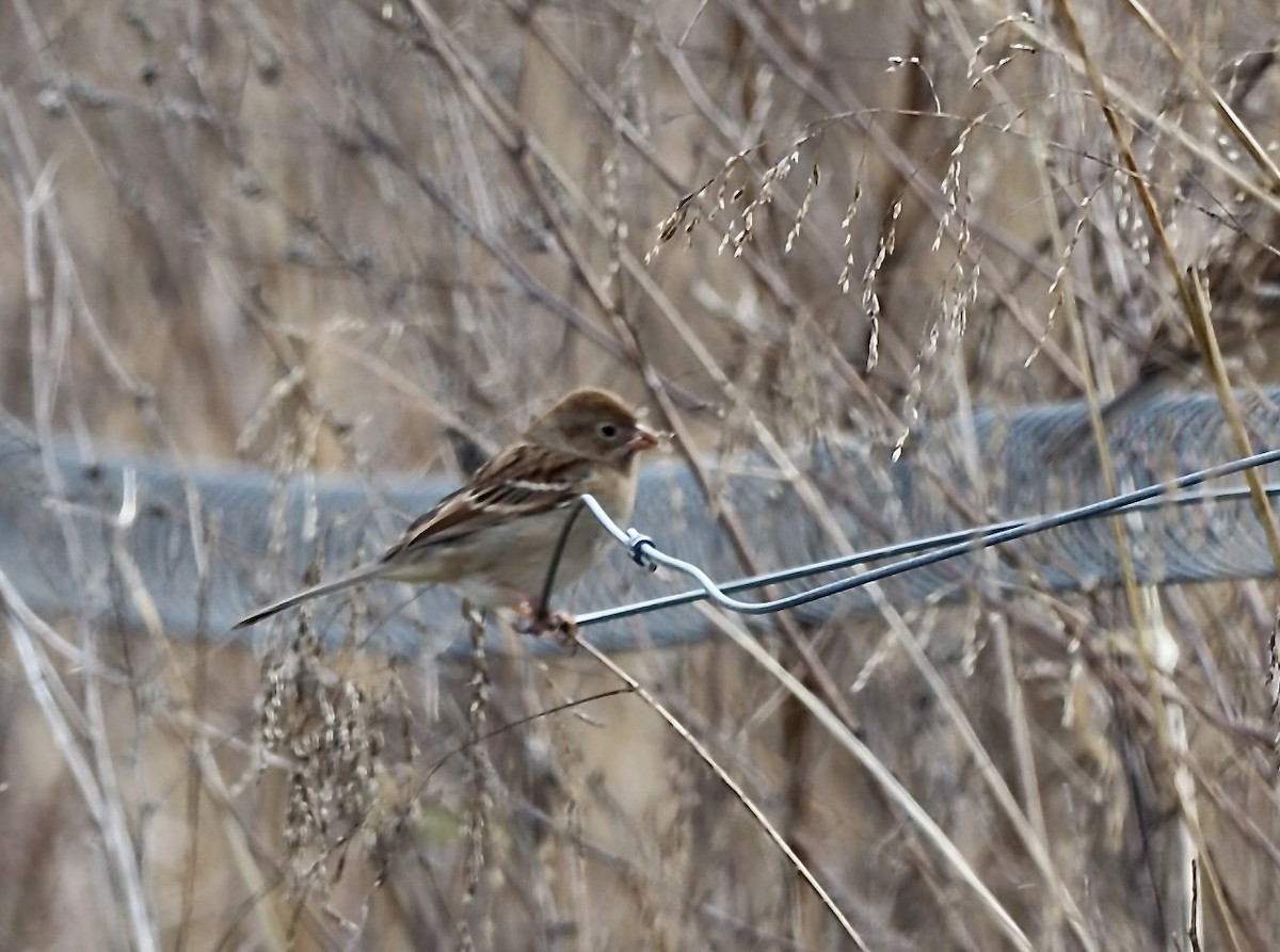 Field Sparrow - ML646801737