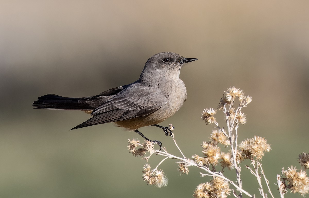 Say Fibisi - ML646801738