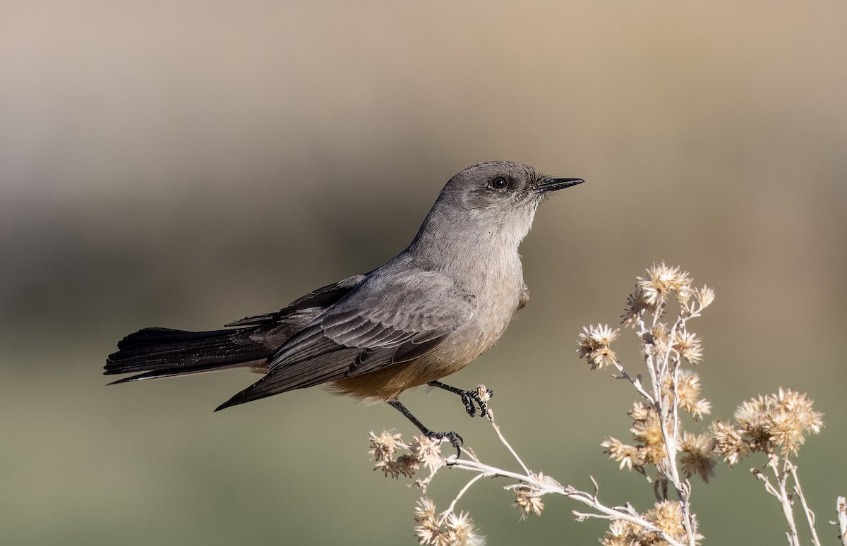 Say Fibisi - ML646801739