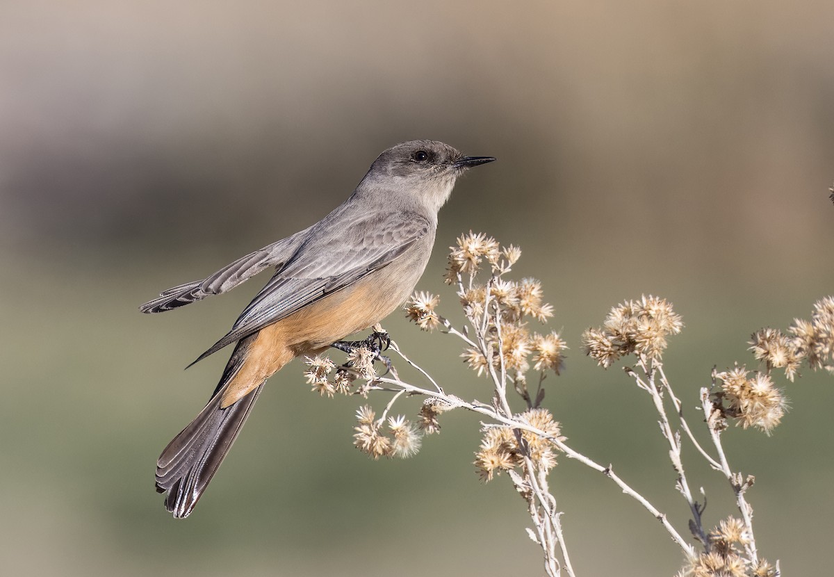 Say Fibisi - ML646801742