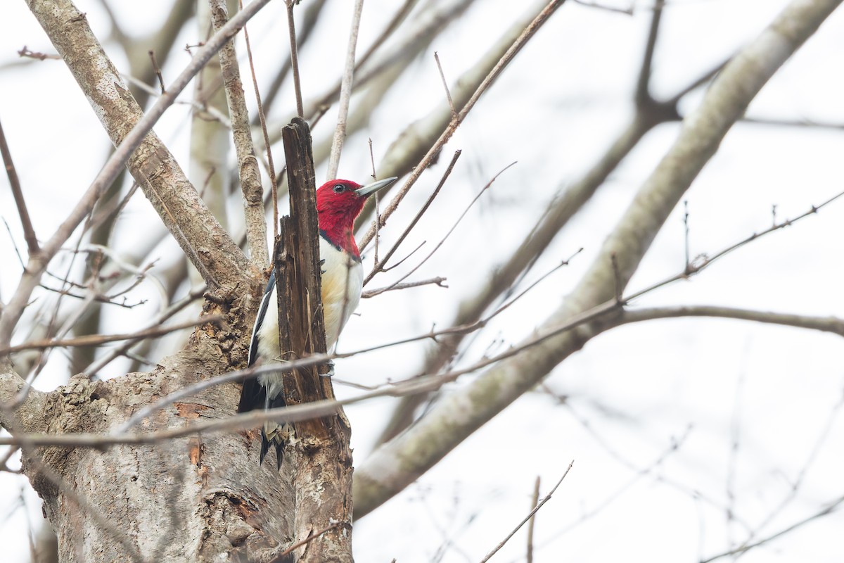 Red-headed Woodpecker - ML646801743