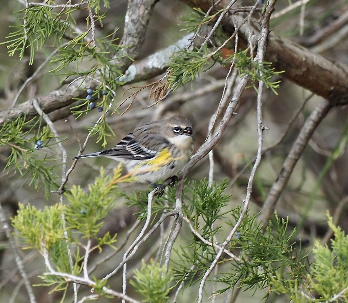 Yellow-rumped Warbler - ML646801746
