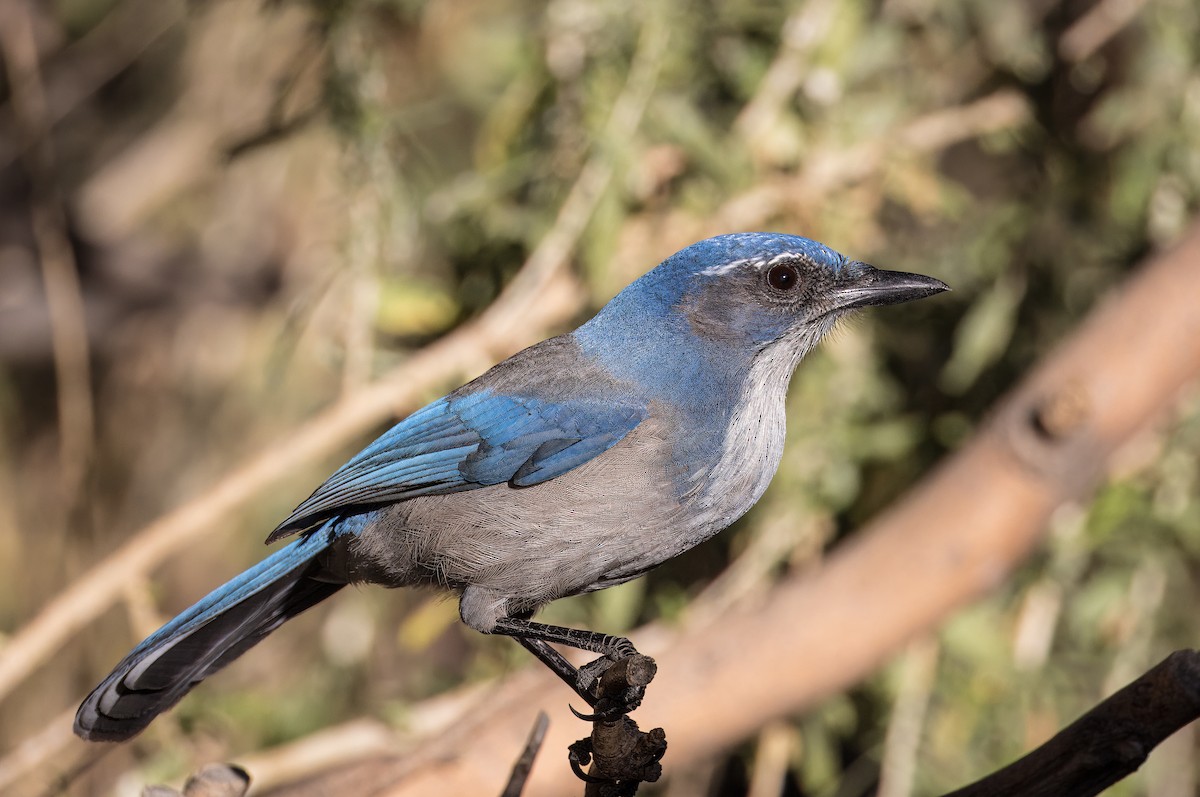 Kaliforniya Çalı Kargası - ML646801747