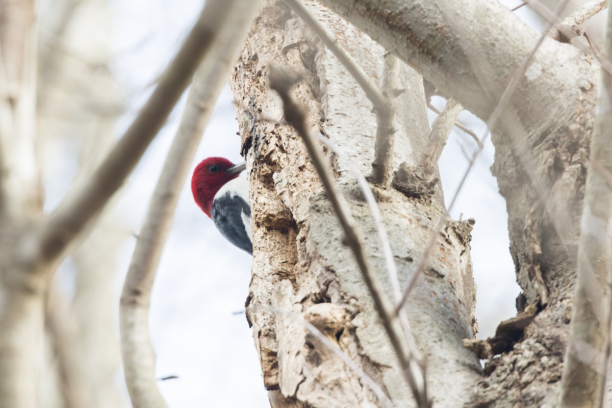 Red-headed Woodpecker - ML646801748