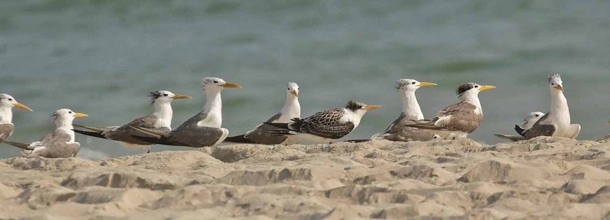 Хохлатая крачка - ML646801749