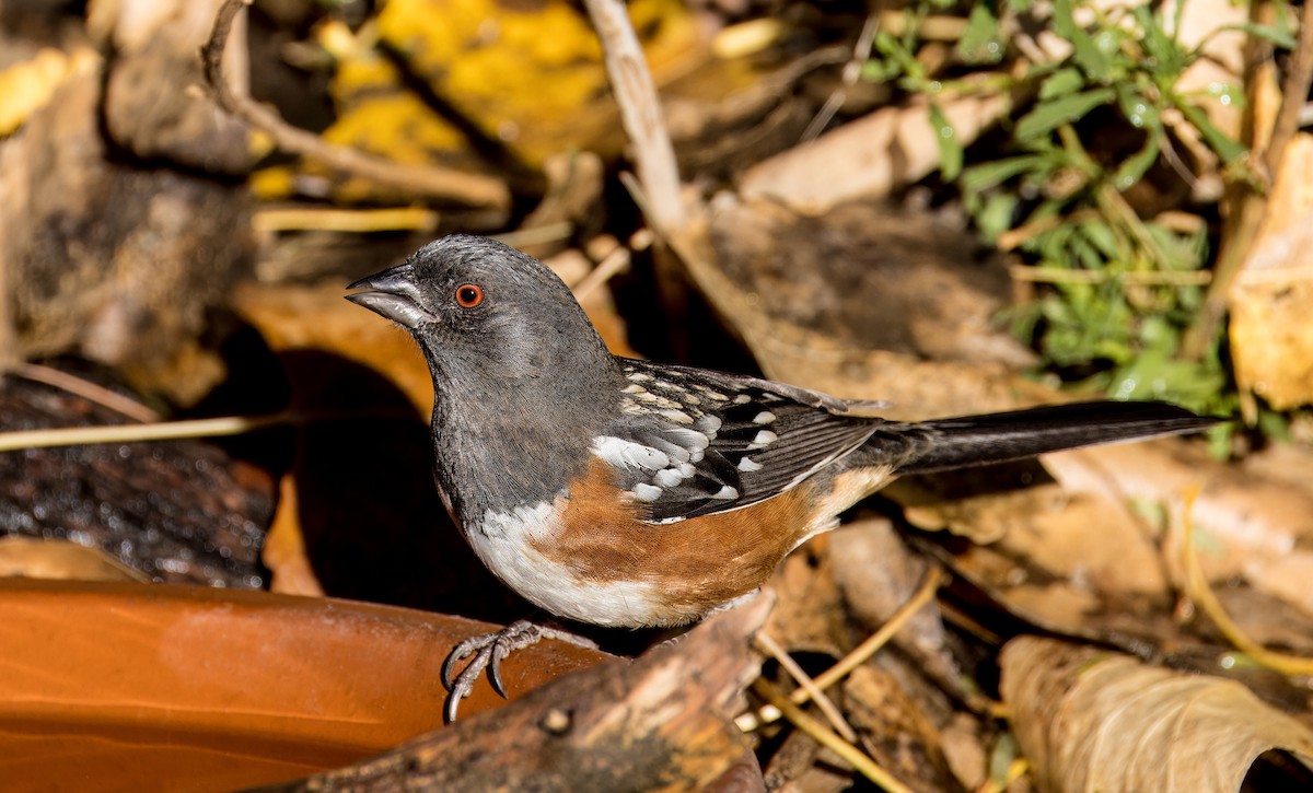 Benekli Tovi - ML646801751