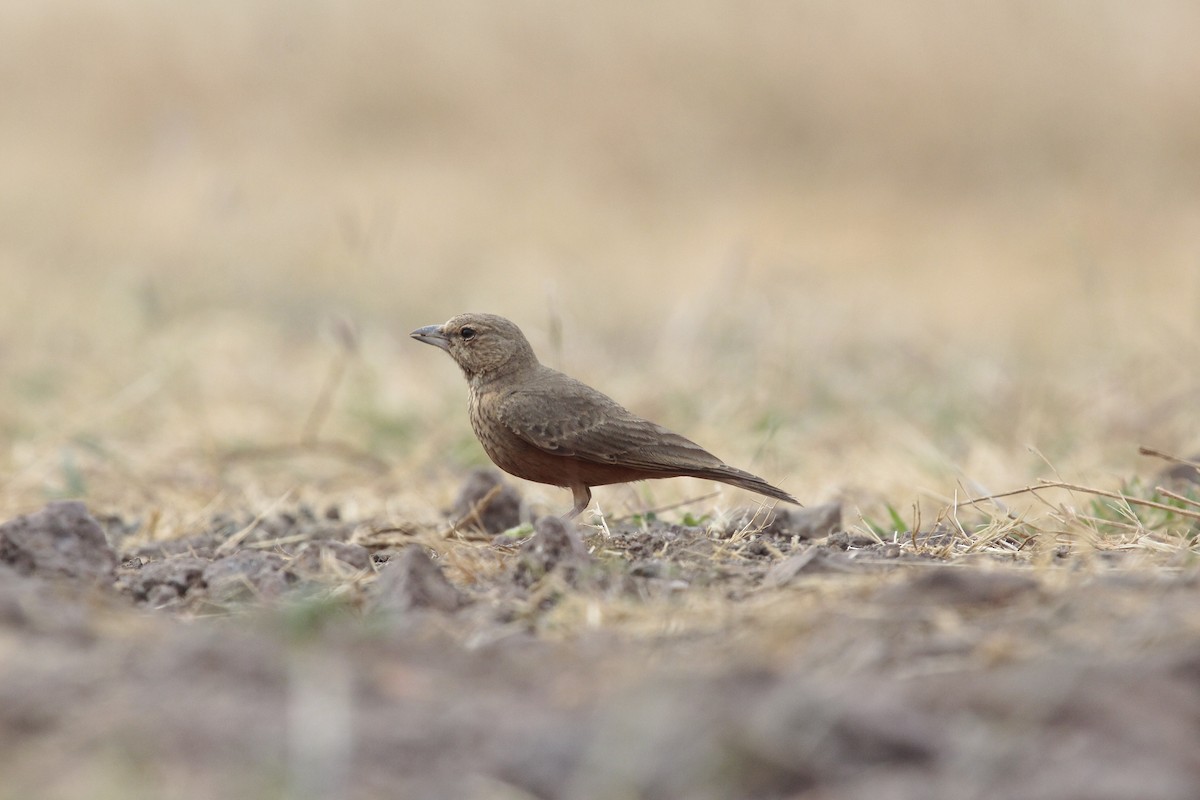 Ammomane à queue rouge - ML646801752