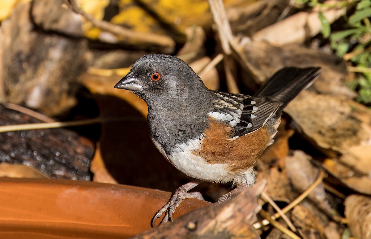 Benekli Tovi - ML646801753