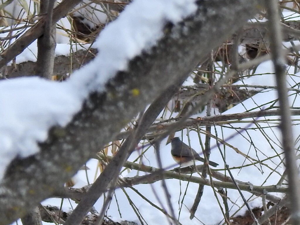 Tufted Titmouse - ML646801754