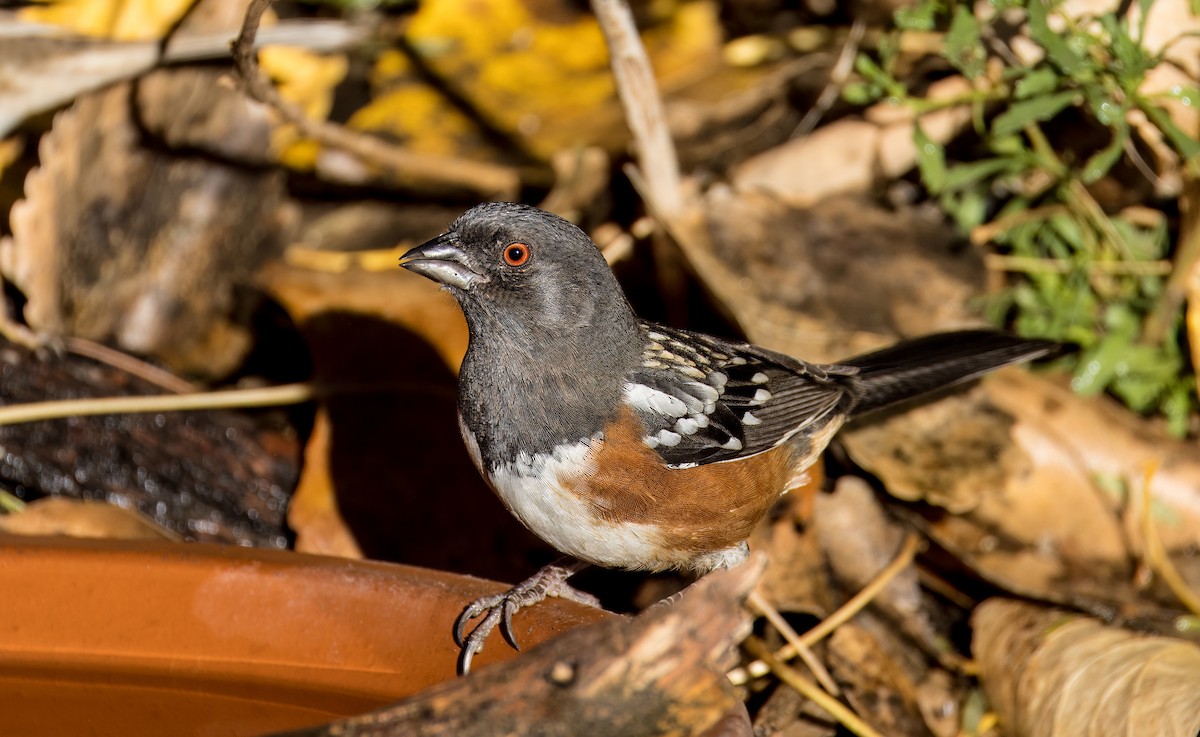 Benekli Tovi - ML646801755