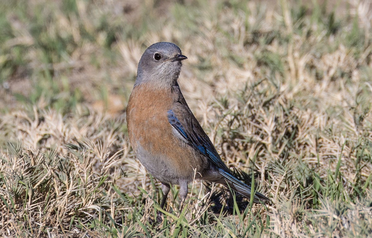 Batılı Mavi Ardıç - ML646801757