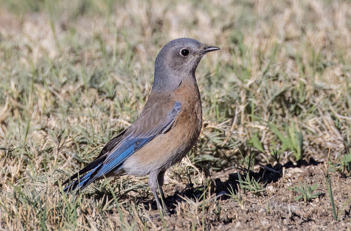 Batılı Mavi Ardıç - ML646801758