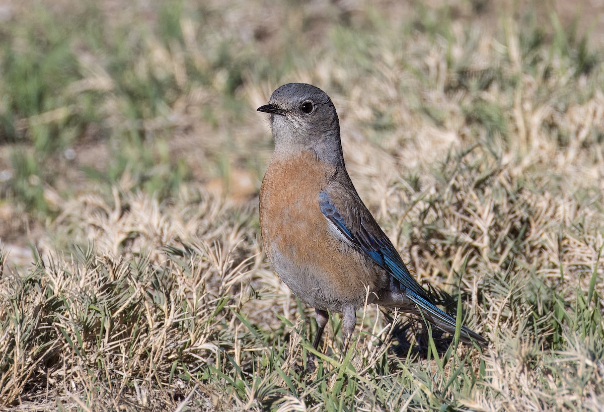 Batılı Mavi Ardıç - ML646801759