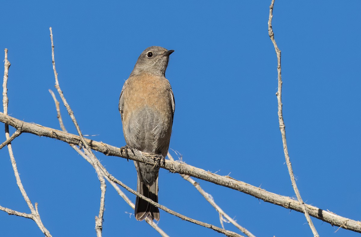 Batılı Mavi Ardıç - ML646801760