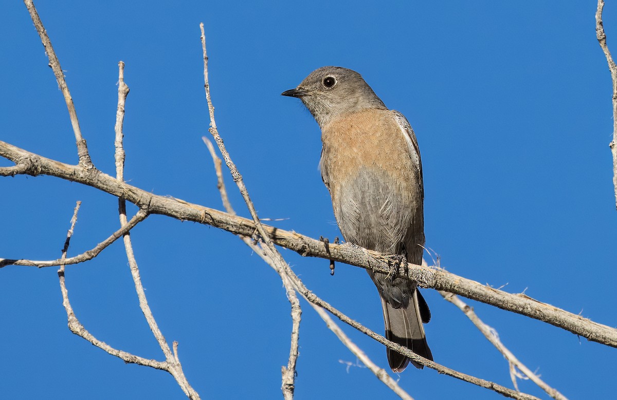 Batılı Mavi Ardıç - ML646801761