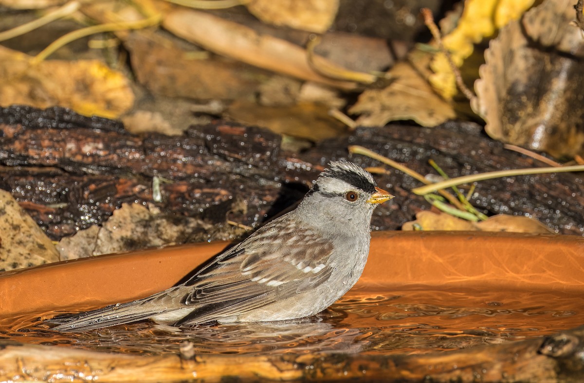 Porsuk Serçesi - ML646801762