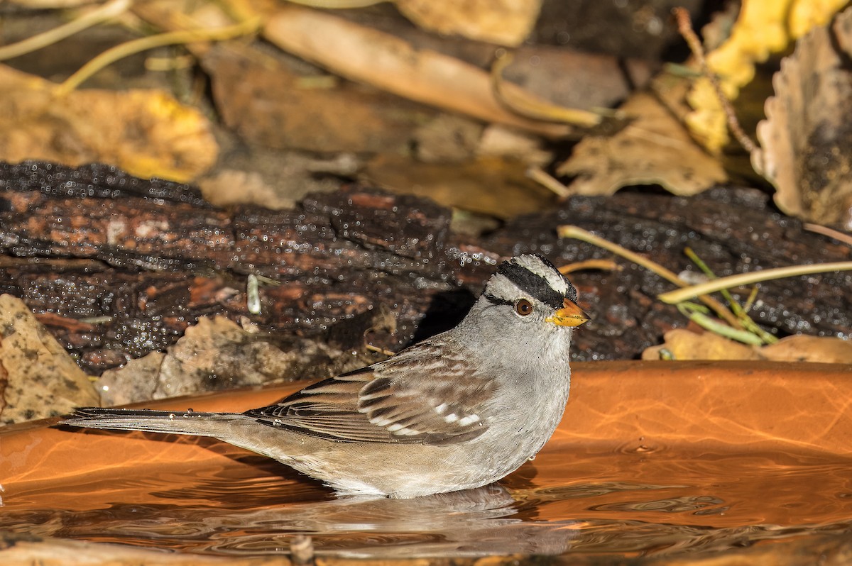 Porsuk Serçesi - ML646801767