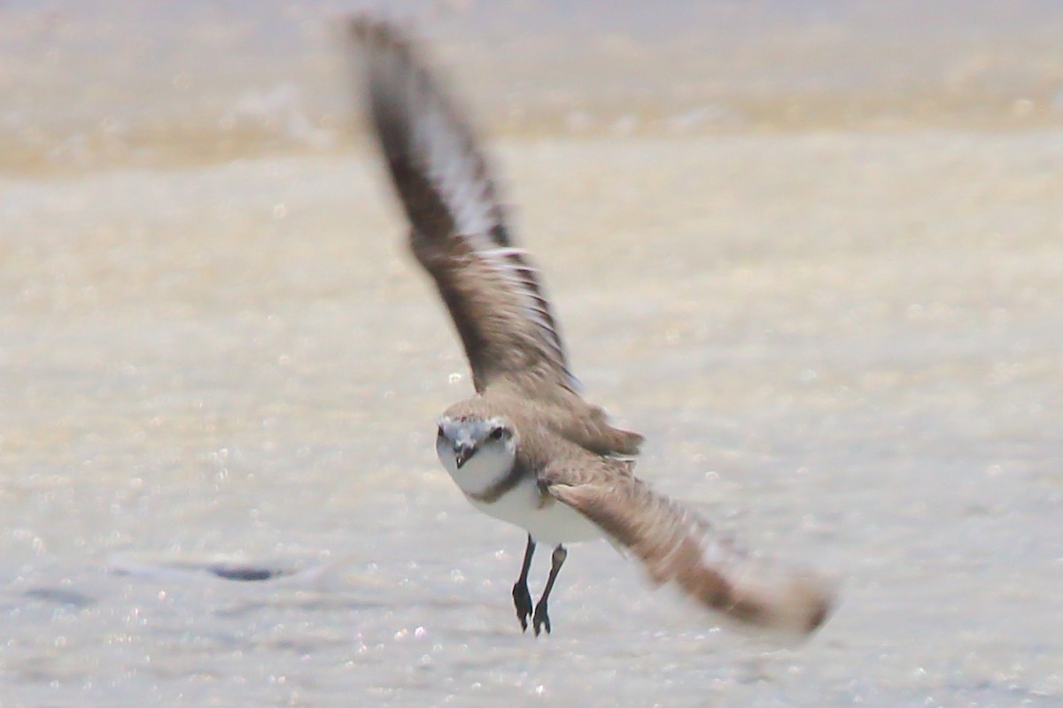 Chestnut-banded Plover - ML646801769