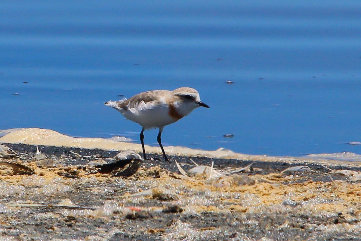 Chestnut-banded Plover - ML646801770