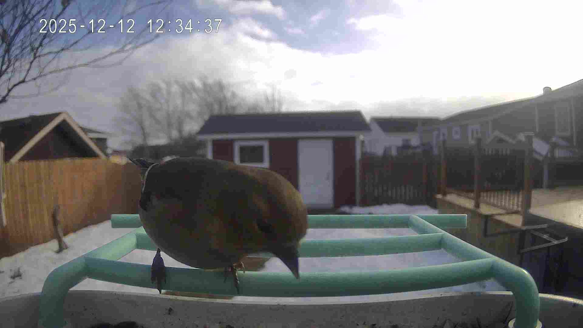 American Goldfinch - ML646801771