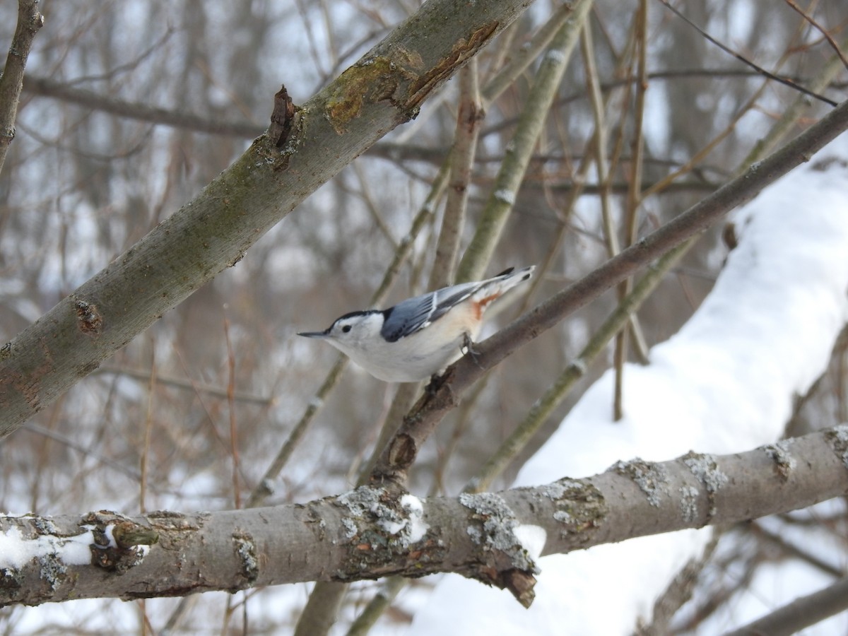 White-breasted Nuthatch - ML646801774