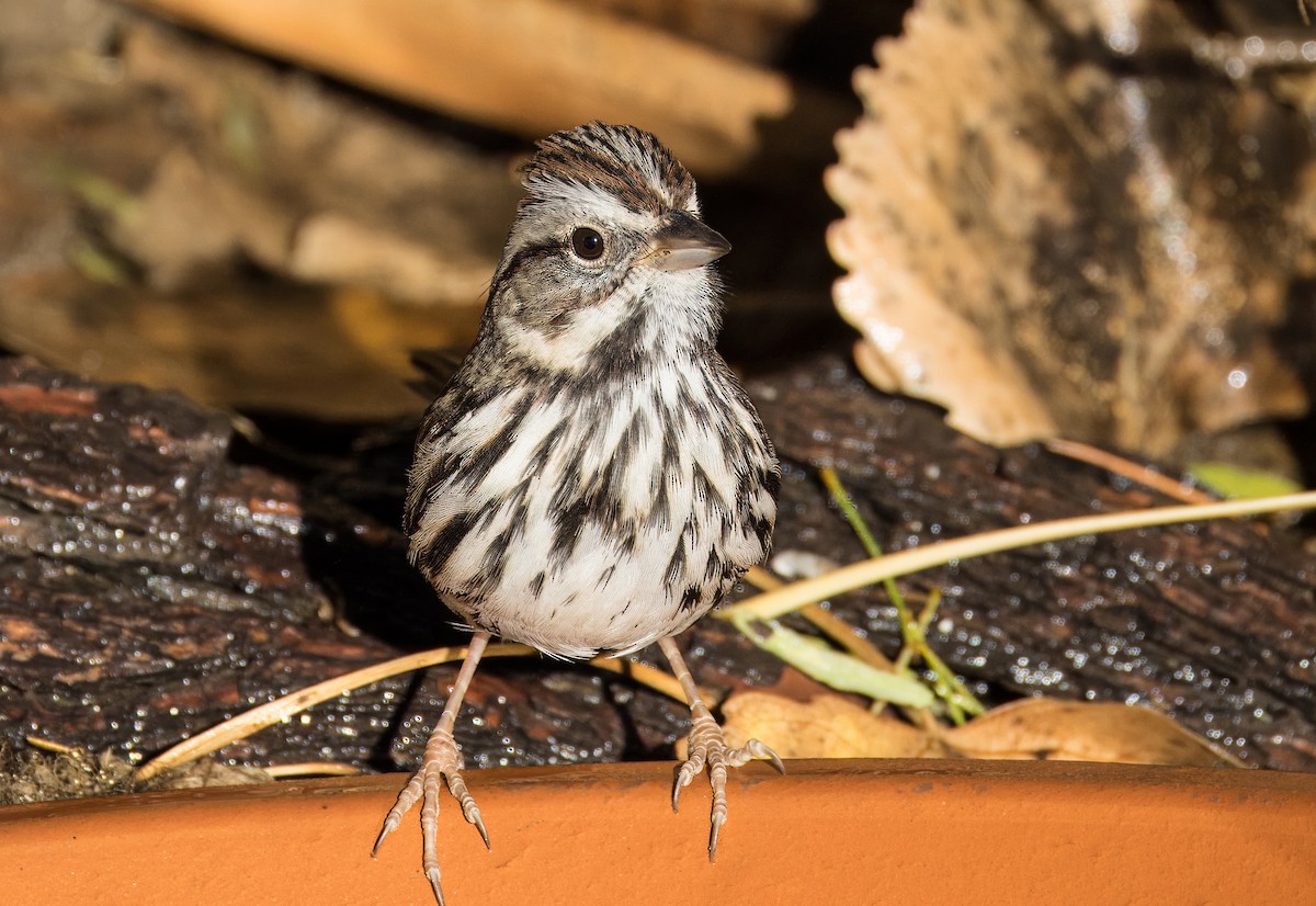 Ötücü Serçe - ML646801775