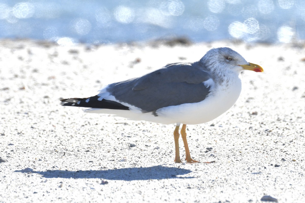 Lesser Black-backed Gull - ML646801776