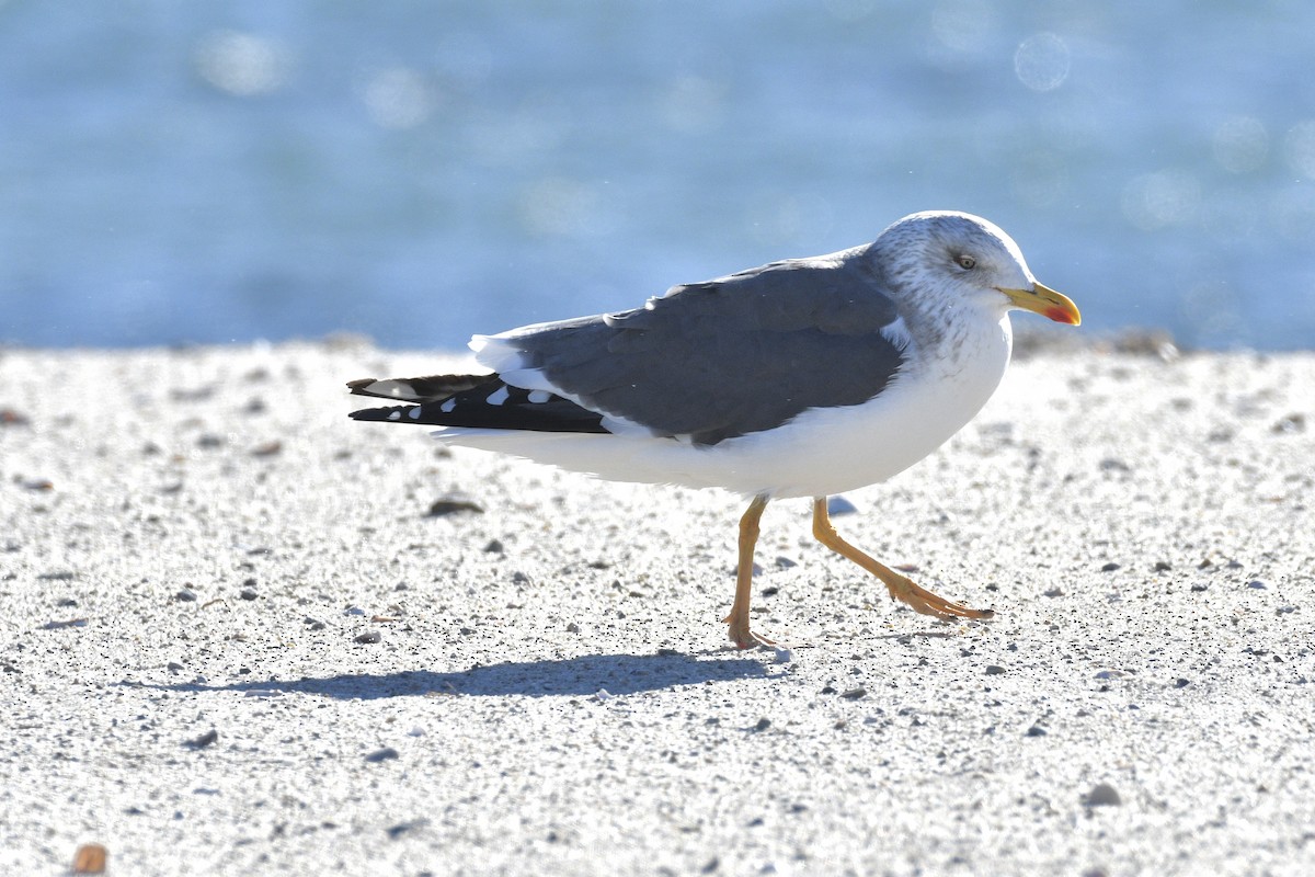 Lesser Black-backed Gull - ML646801777