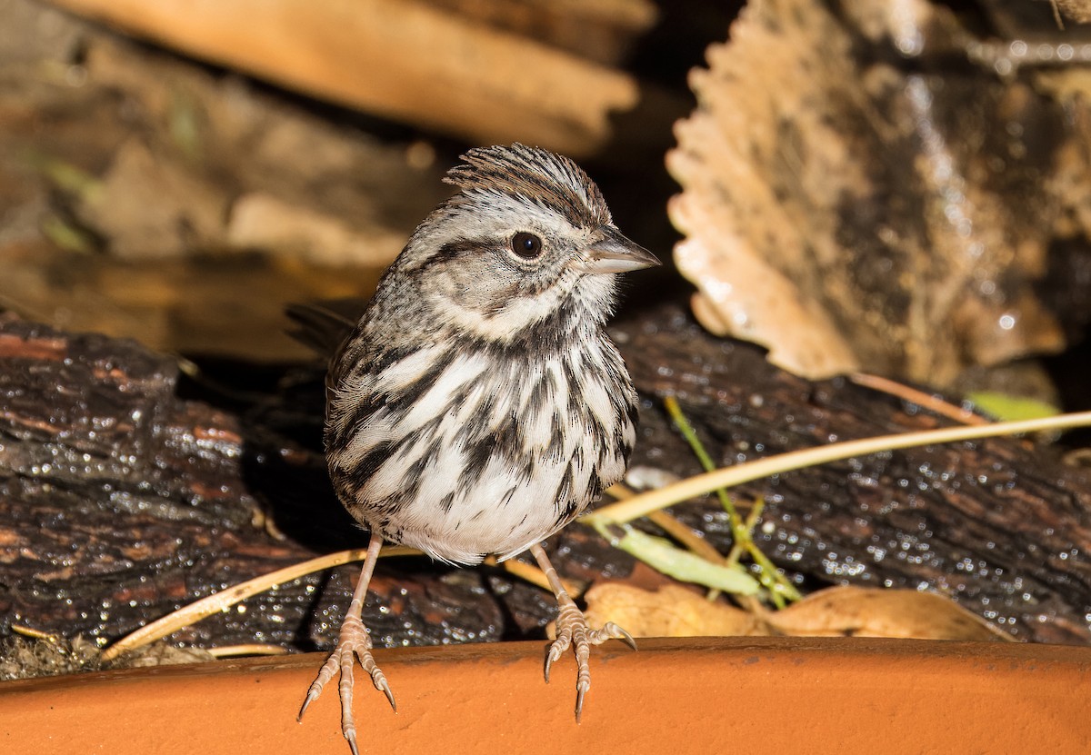 Ötücü Serçe - ML646801779