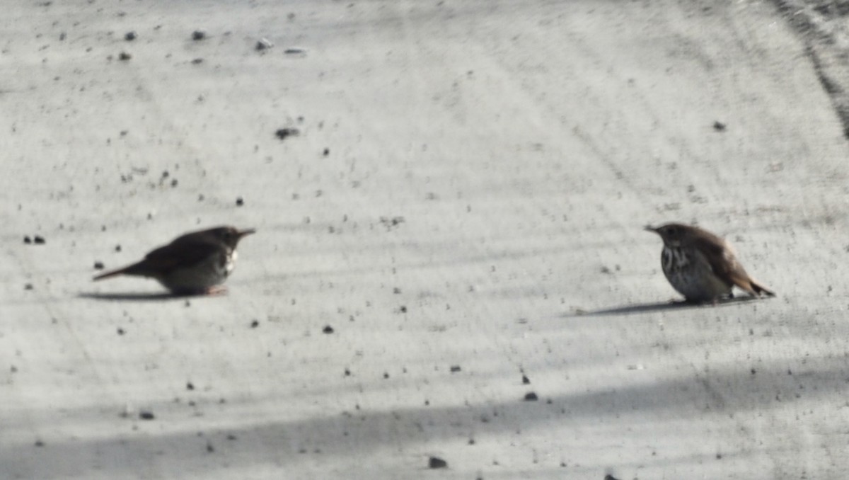 Hermit Thrush - ML646801780