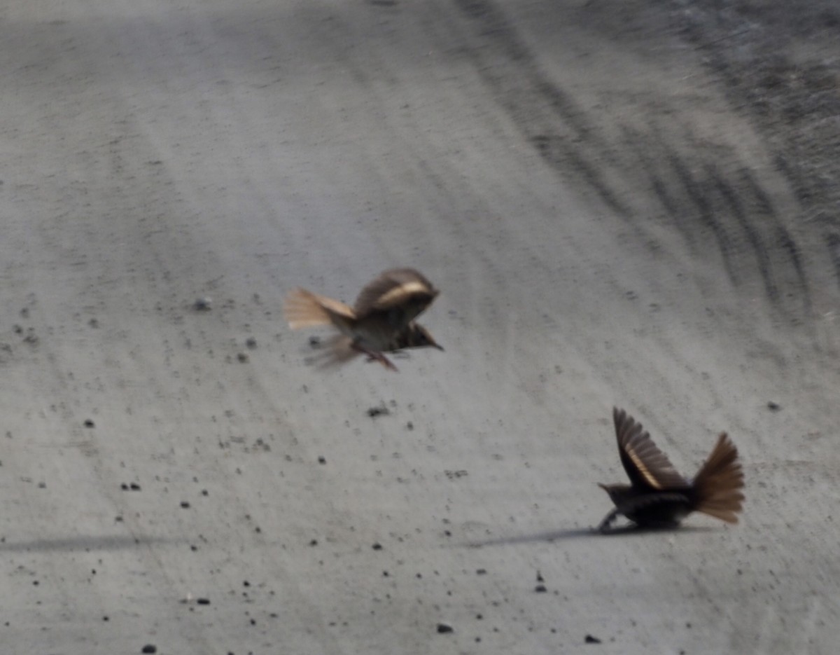 Hermit Thrush - ML646801781