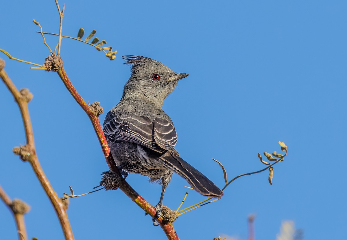 Kara Faynopepla - ML646801783