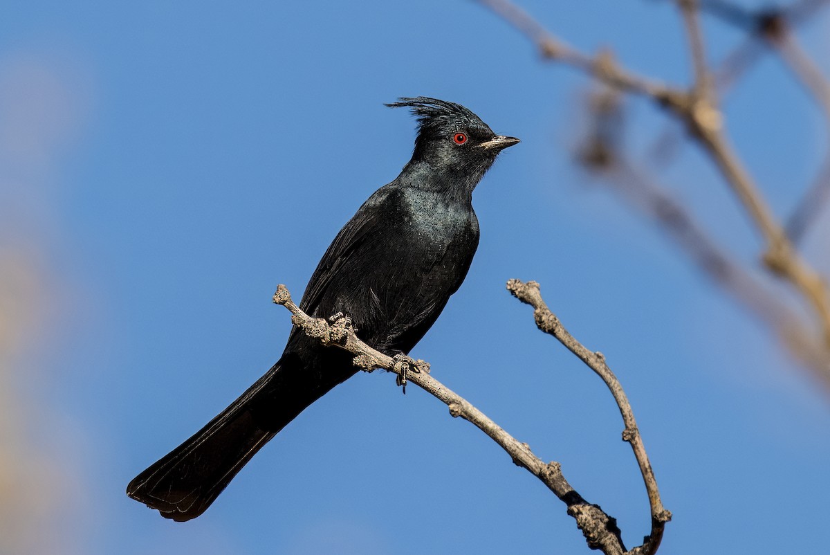 Kara Faynopepla - ML646801784