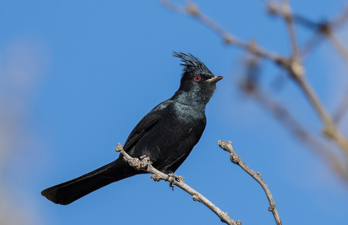 Kara Faynopepla - ML646801785