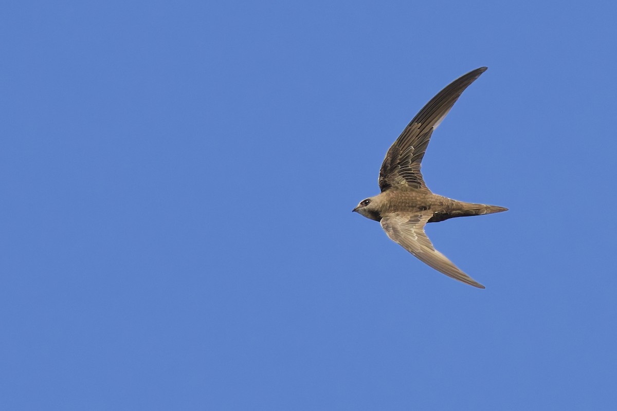 Pallid Swift - ML646801786