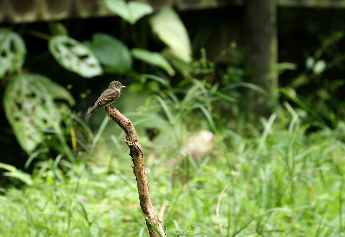 østpivi - ML646801788