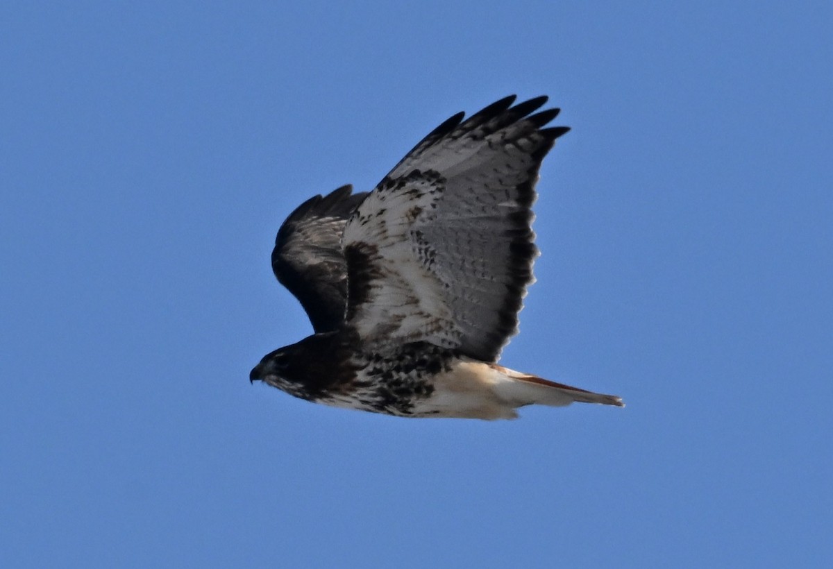 Busardo Colirrojo (abieticola) - ML646801790