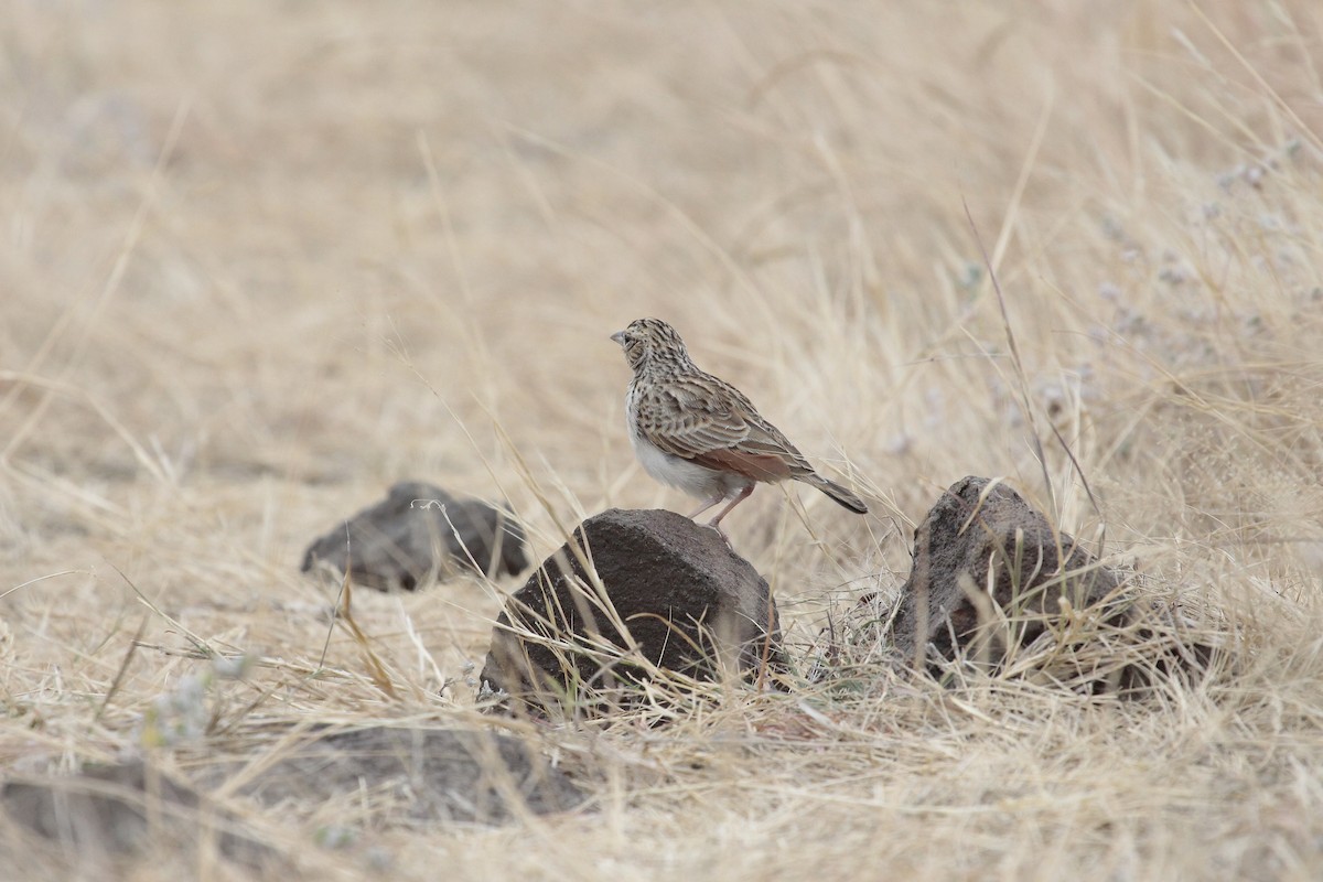 Alouette à ailes rousses - ML646801791