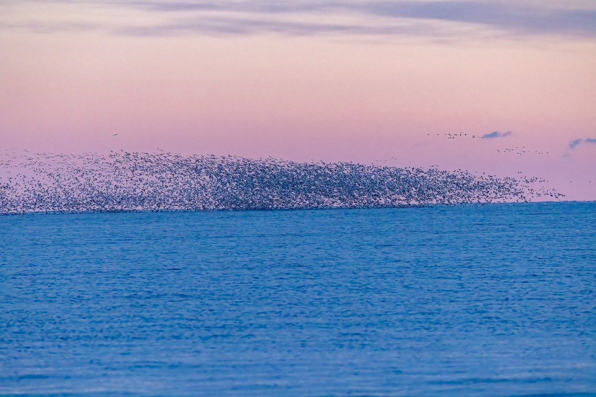 Oie des neiges - ML646801792