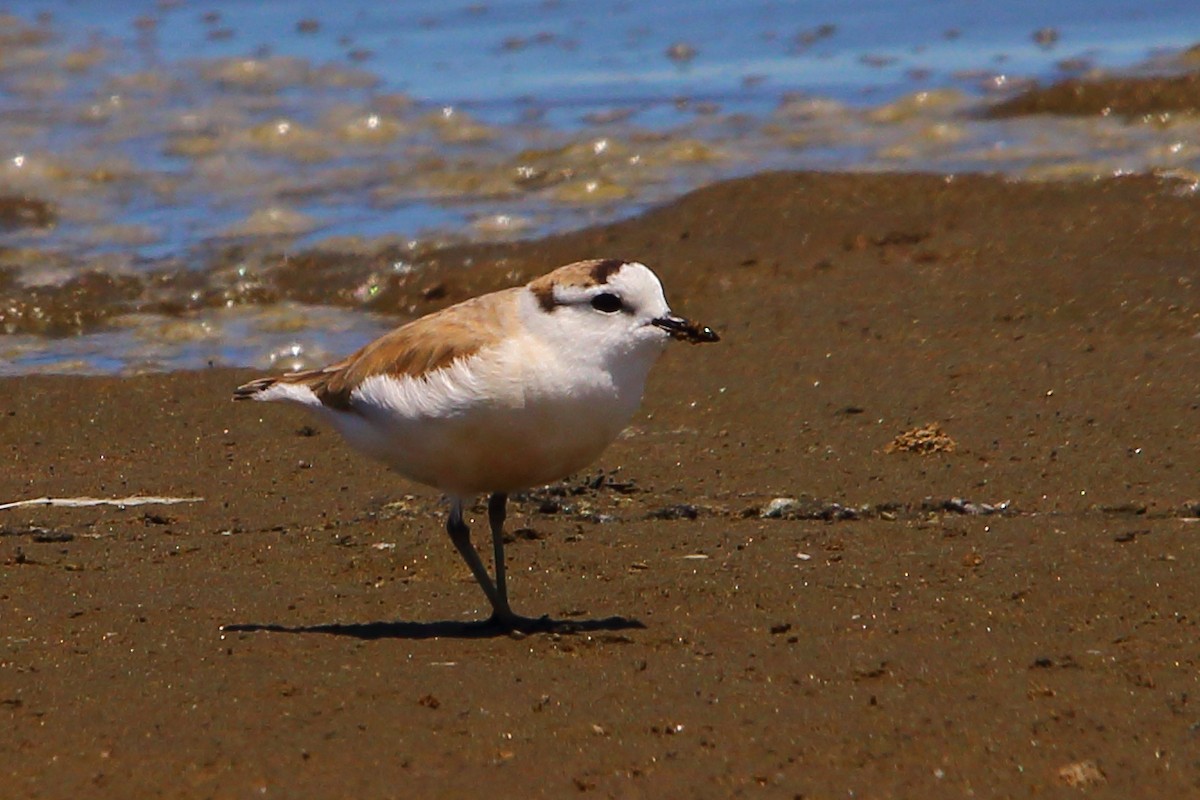 White-fronted Plover - ML646801794