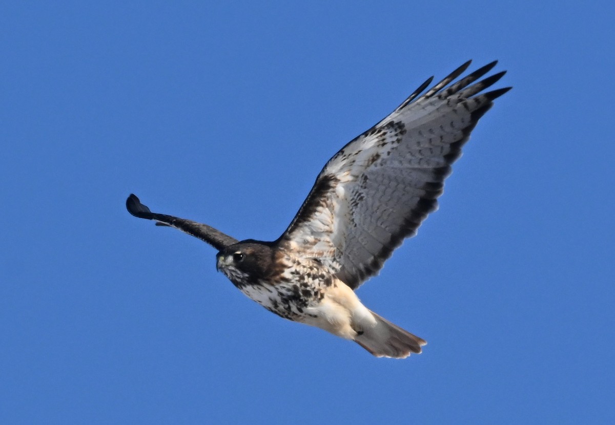 Busardo Colirrojo (abieticola) - ML646801796