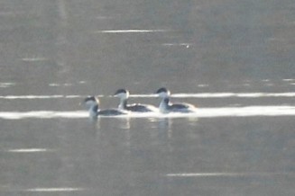 Красношейная поганка - ML646801797