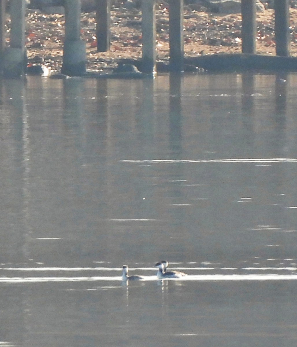 Красношейная поганка - ML646801798