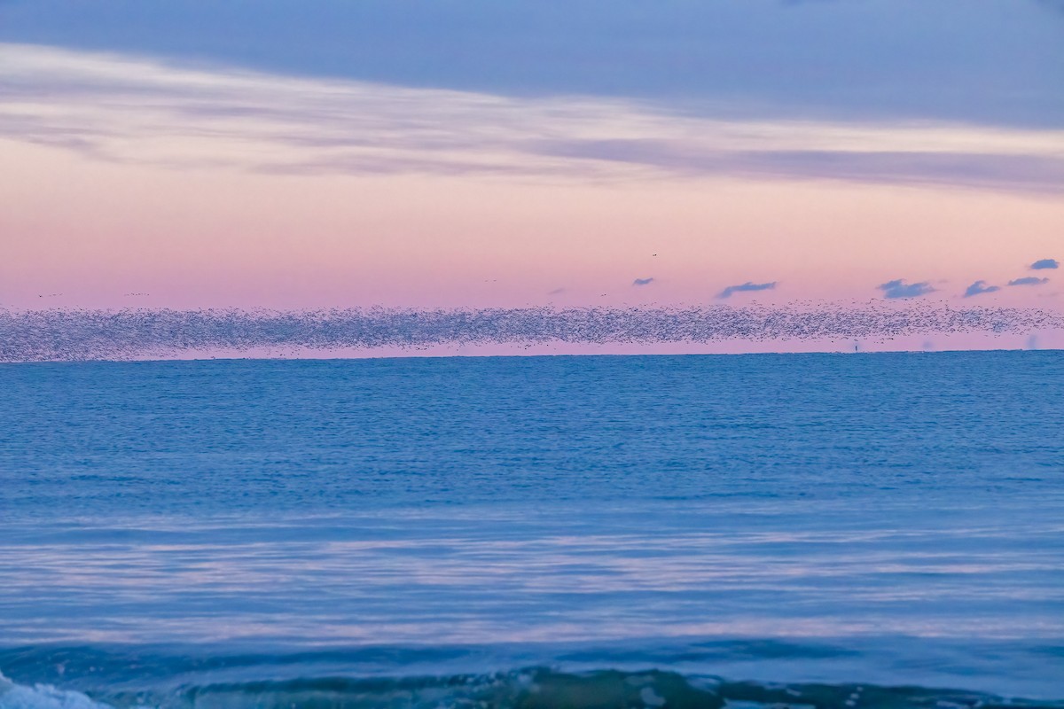 Oie des neiges - ML646801799