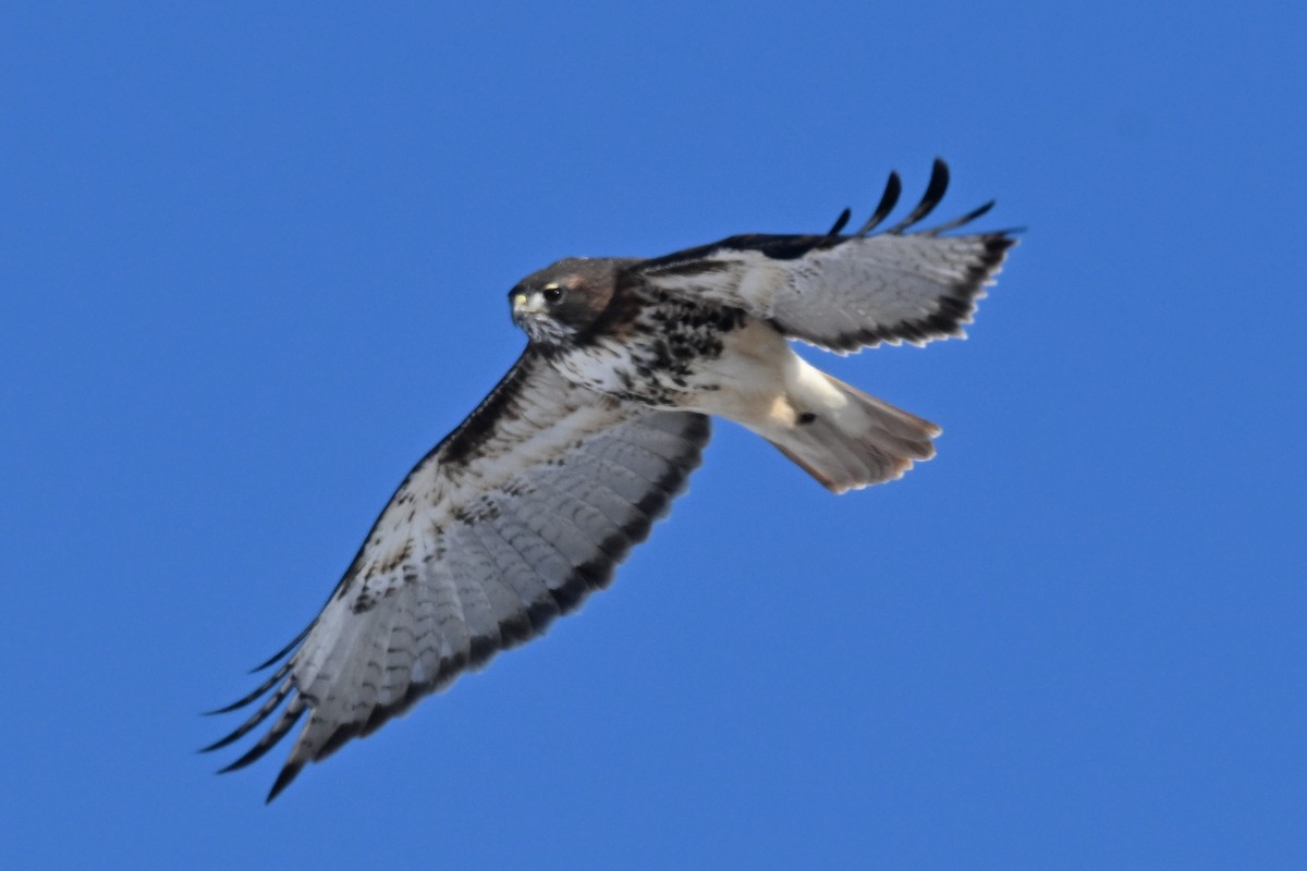 Busardo Colirrojo (abieticola) - ML646801800