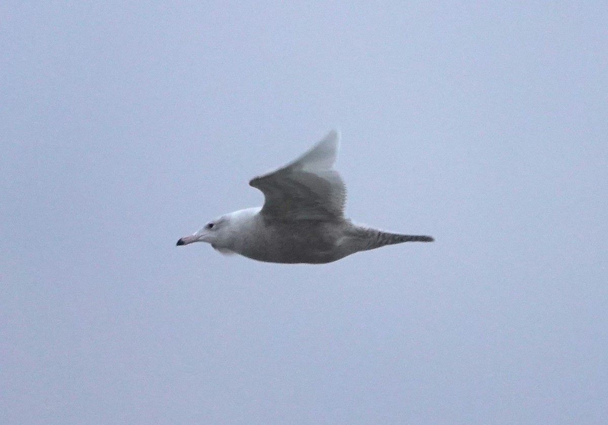 Бургомистр - ML646801805